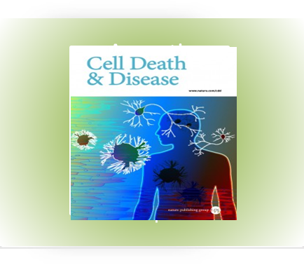 Targeting mitochondrial translation and OXPHOS in high-grade serous ovarian carcinoma eliminates...